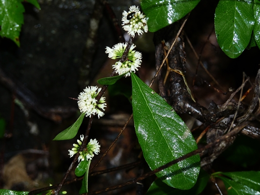 {Sideroxylon lycioides}